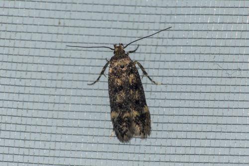 Réf. 304 242 : Bryotropha sp.